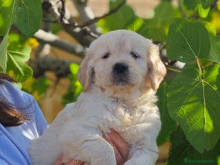 Golden Retriever perros Golden retriever - Anuncio 8