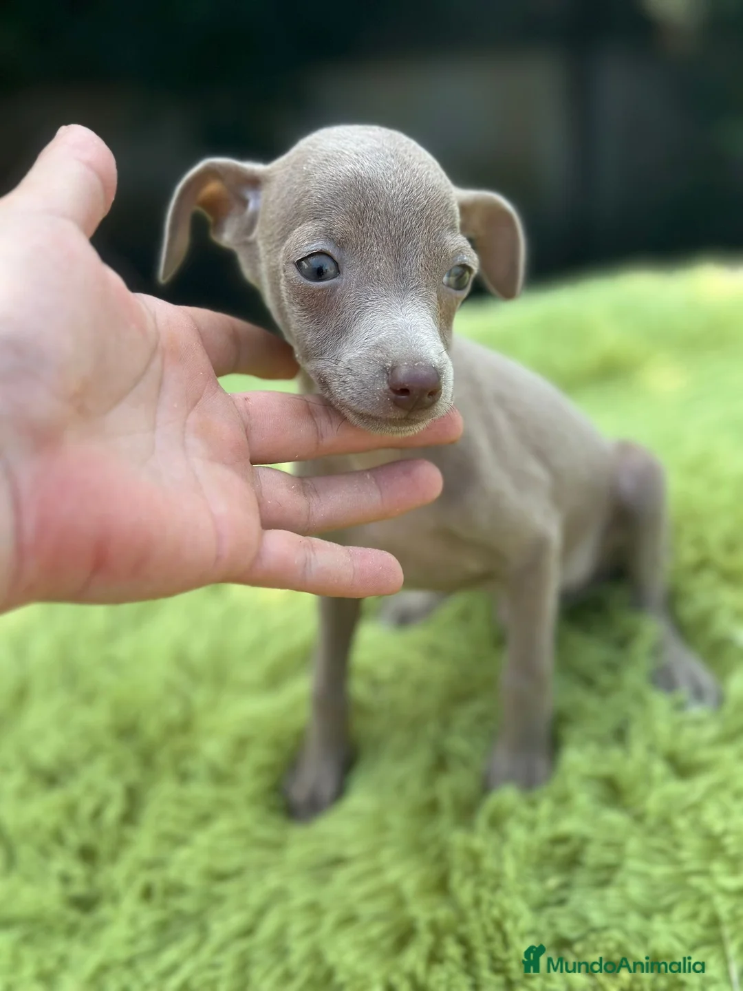 Pequeño Lebrel Italiano perros en venta: Piccolo Isabella  - Anuncio 3
