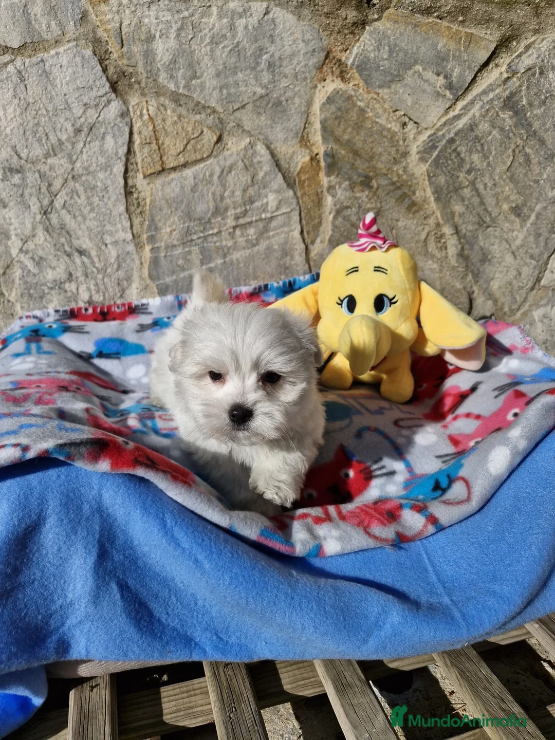 Bichón Maltés perros en venta: Bichón Maltés preciosos  en Barcelona - Anuncio 7