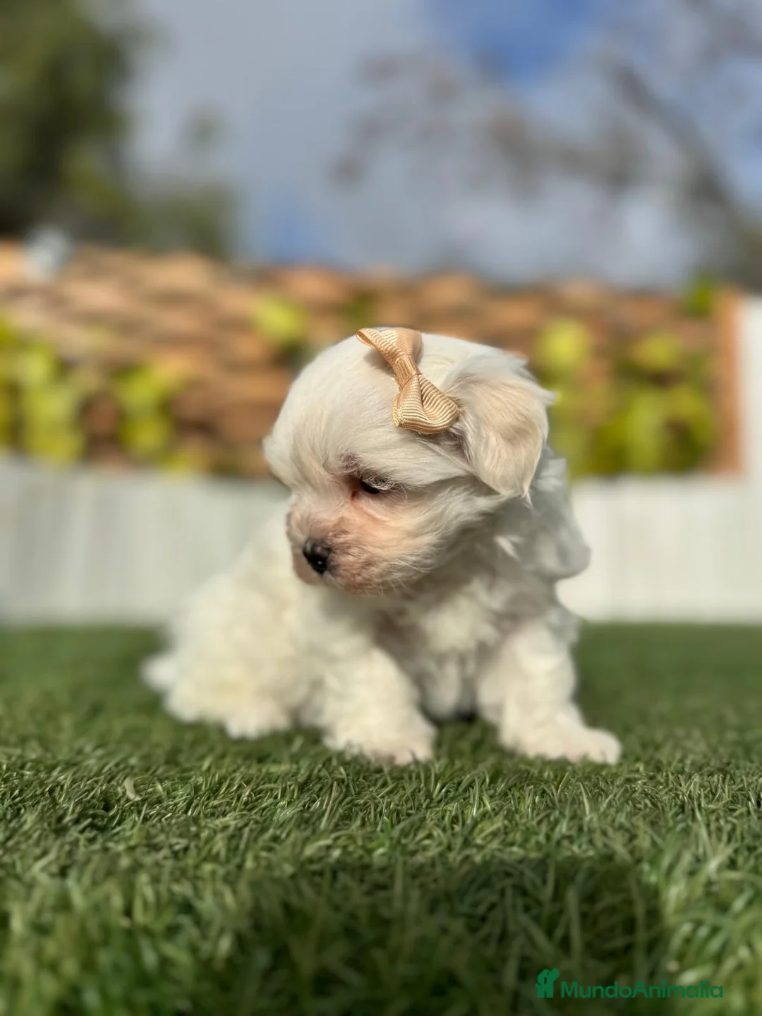 Bichón Maltés perros en venta: BICHÓN MALTÉS MACHO - Anuncio 17