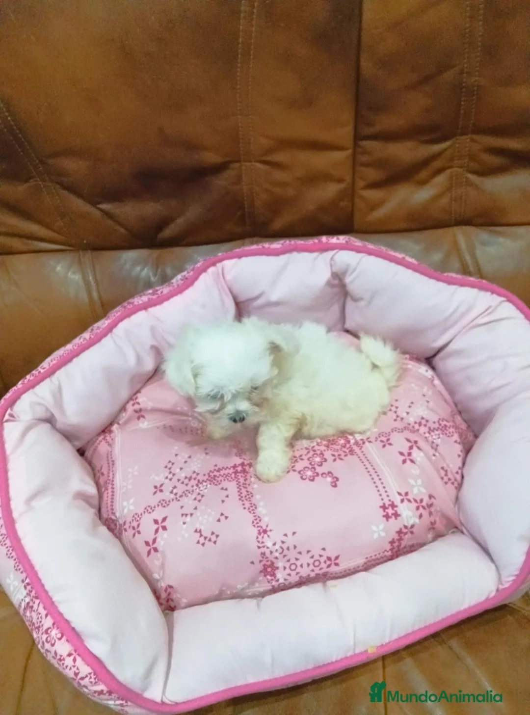 Bichón Maltés perros en venta: BICHON MALTES - Anuncio 1