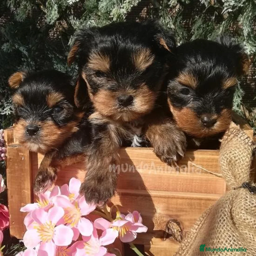 Imagen de galería {{count}}