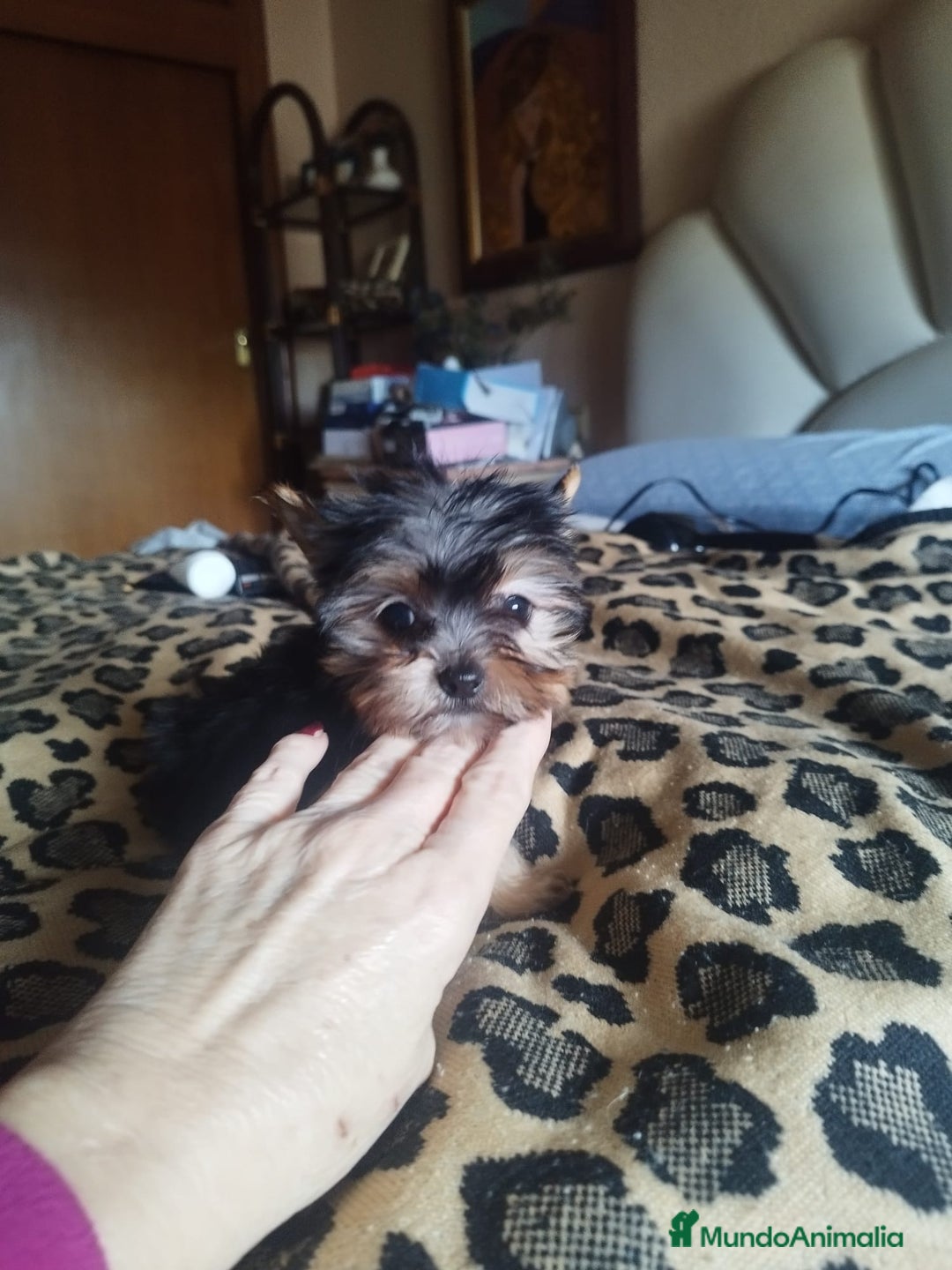 Yorkshire Terrier perros en venta: YORKSHIRE TOY CALIDAD Y SELECCIÓN  - Imagen 4