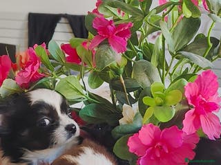 Chihuahua perros Chihuahua pelo largo - Anuncio 17