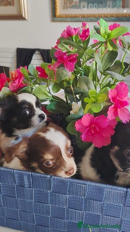 Chihuahua perros Chihuahua pelo largo - Anuncio 8