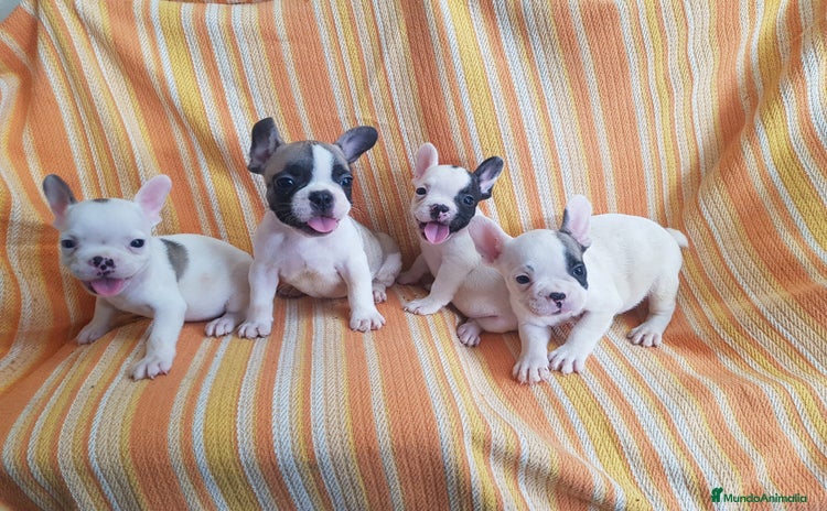 Bulldog Francés perros - Anuncio 1