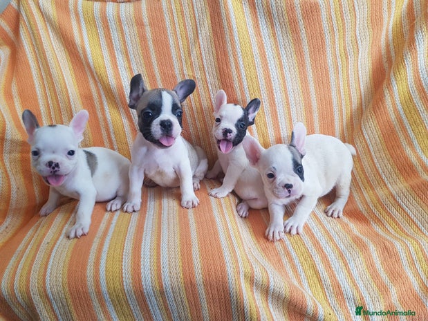 Bulldog Francés perros - Anuncio 1