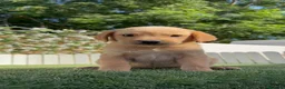Labrador Retriever perros en venta: LABRADOR RETRIEVER  - Anuncio 7