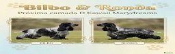 Cocker Spaniel Inglés perros en venta: Cachorros cocker spaniel ingles - Anuncio 10