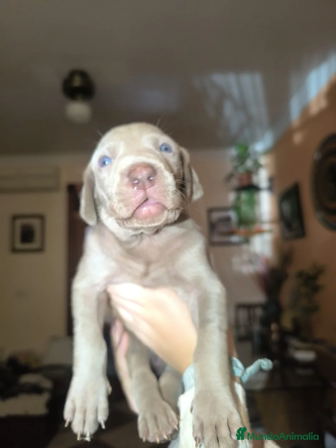 Weimaraner perros en venta: Hembra braco de Weimar  - Anuncio 2