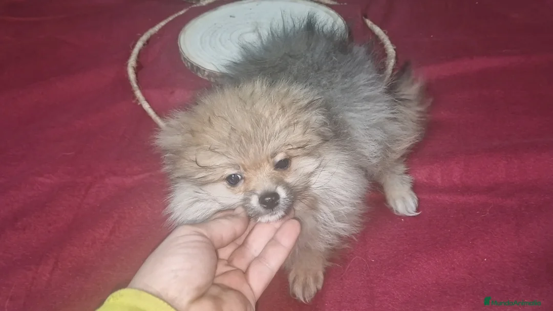 Pomerania perros en venta: Pomeranias  - Anuncio 3