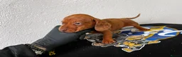 Teckel perros en venta: DACHSHUND ESPECTACULARES !!!! en Badajoz - Anuncio 4