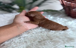 Caniche Toy perros en venta: CANICHE TOY ROJA - Imagen 6