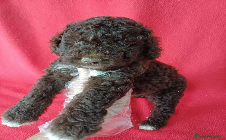 Perro de Agua Español perros - Anuncio 2
