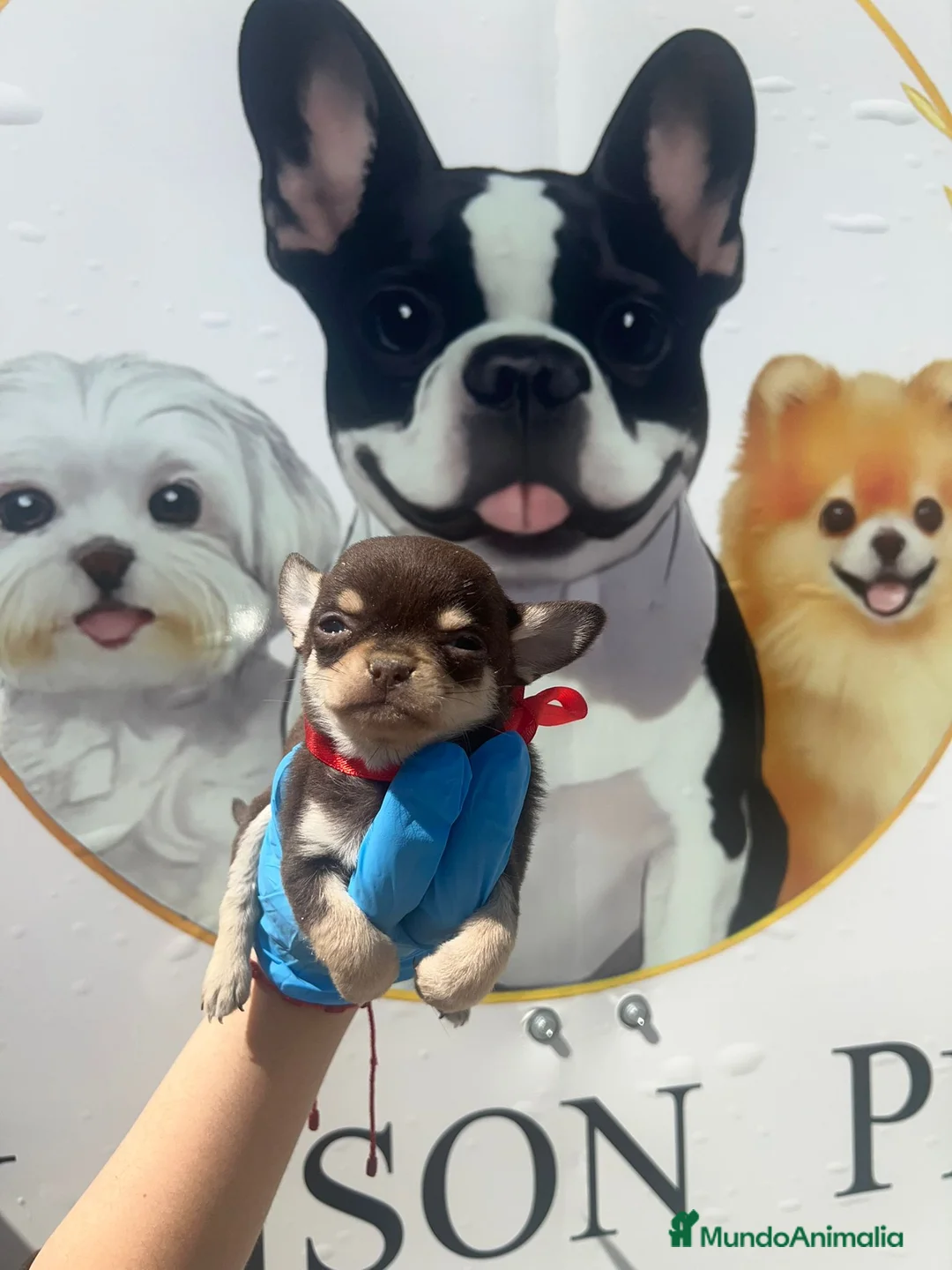 Chihuahua perros en venta: MACHO DE CHIHUAHUA TOY  - Anuncio 2