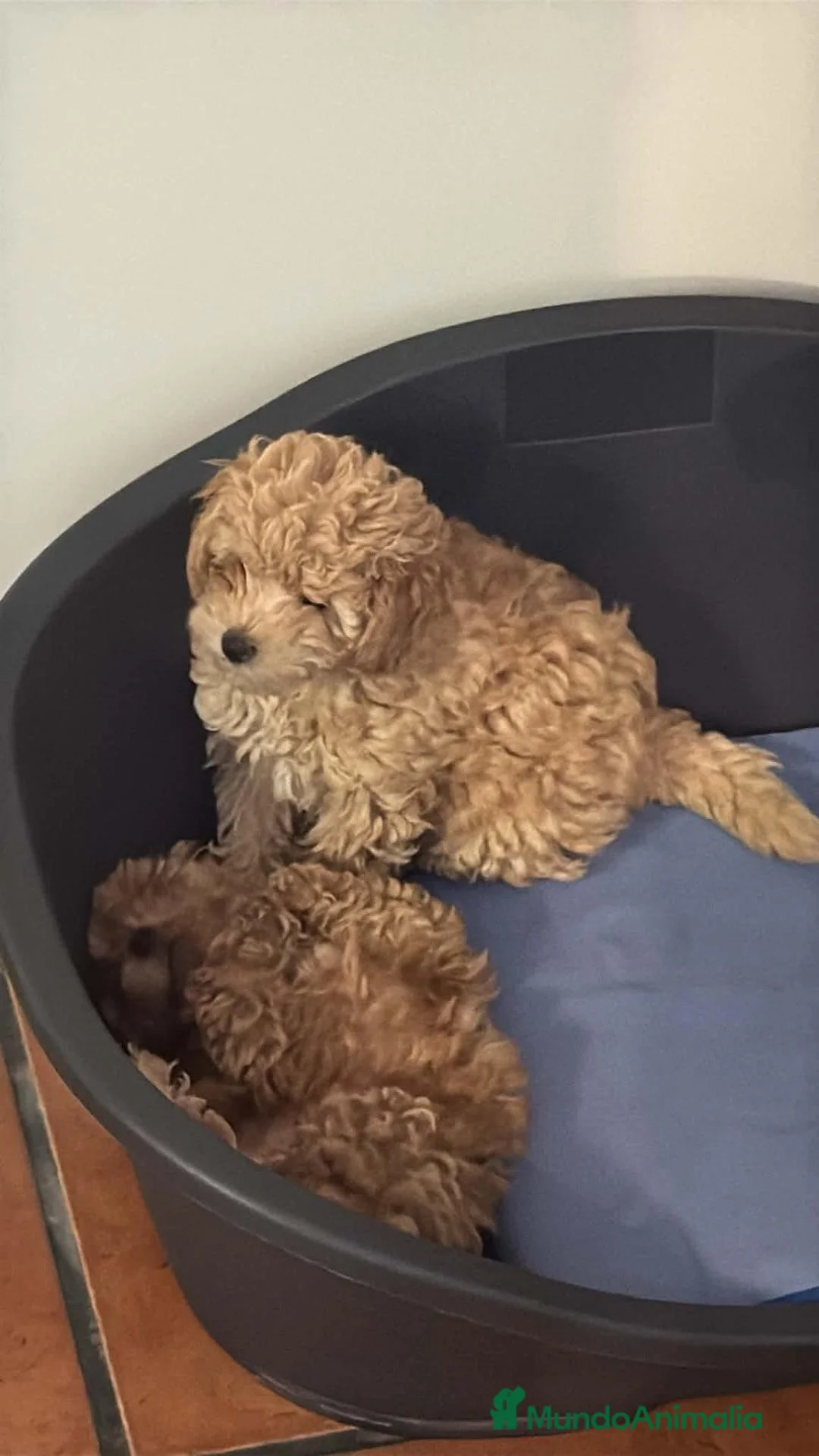 Caniche Toy perros en venta: Caniche toy en Granada - Anuncio 1