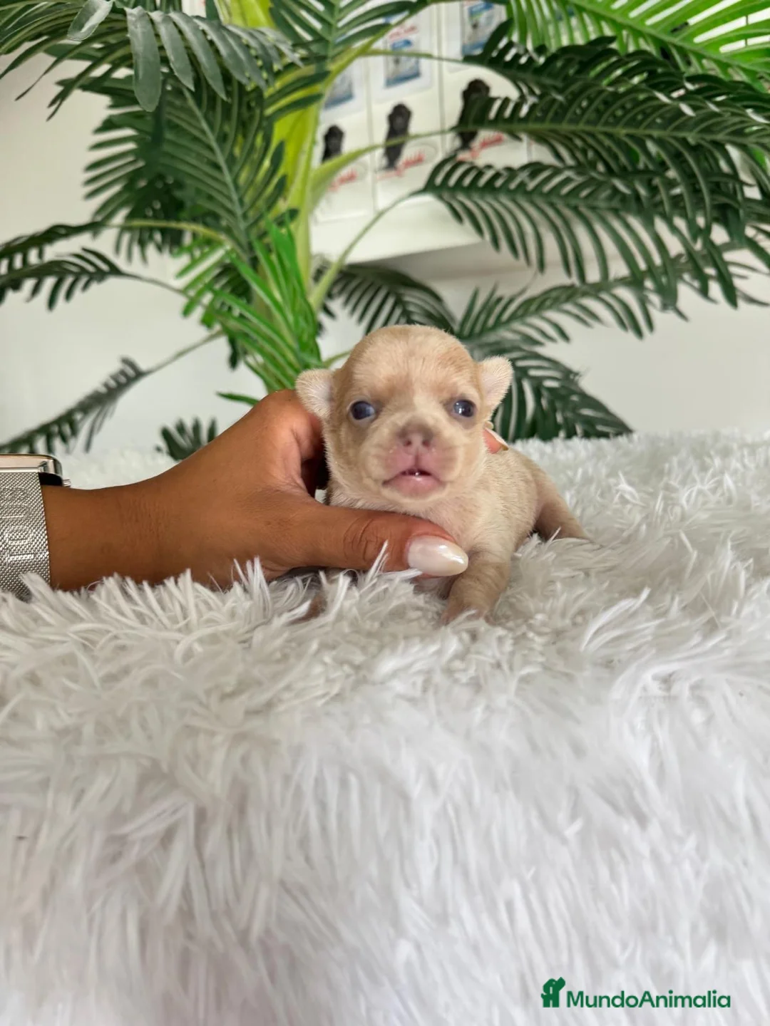 Chihuahua perros en venta: CHIHUAHUA  - Anuncio 2