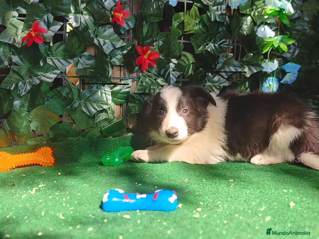 Border Collie perros en venta: Borde collie  - Anuncio 7
