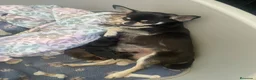 Chihuahua perros en venta: Cachorros de chihuahua - Anuncio 2