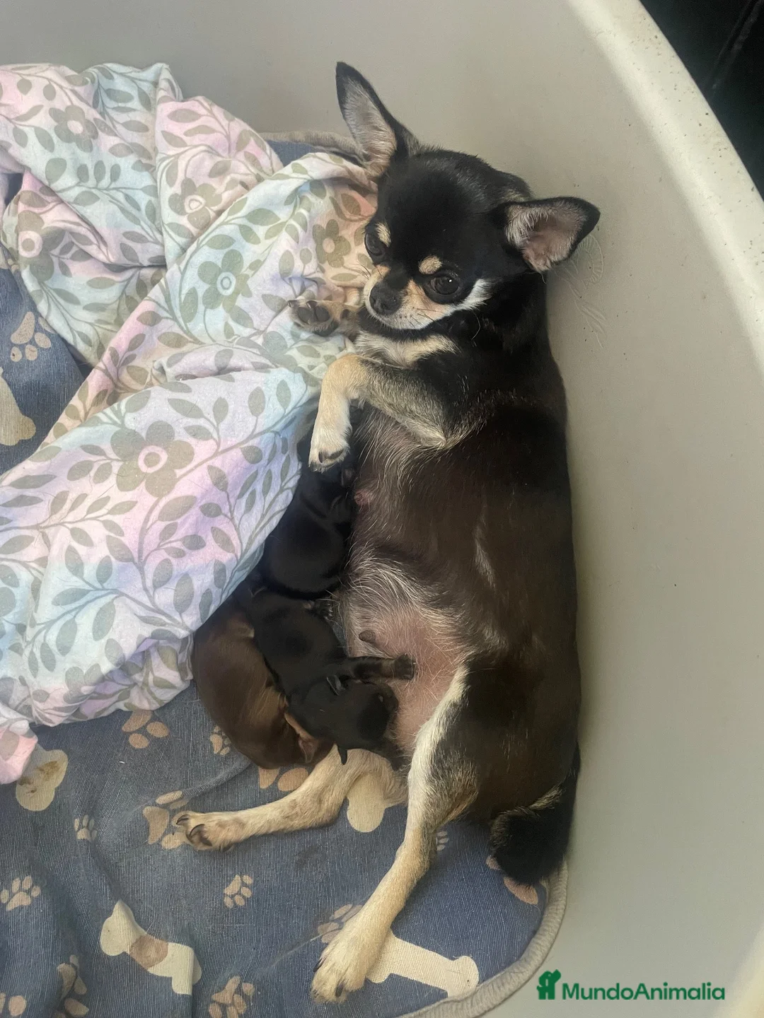 Chihuahua perros en venta: Cachorros de chihuahua - Anuncio 2