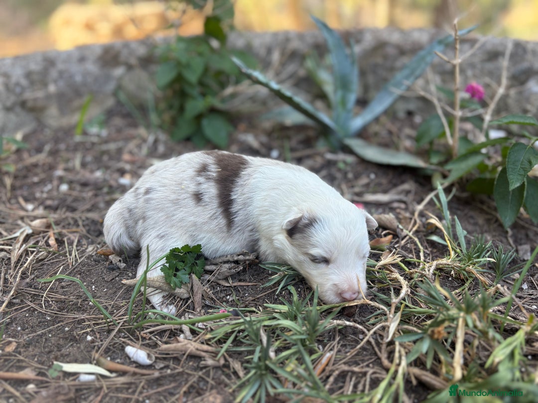 Border Collie perros en venta: 🐾 CACHORROS BORDER COLLIE DE ALTA CALIDAD 🐾 - Imagen 6