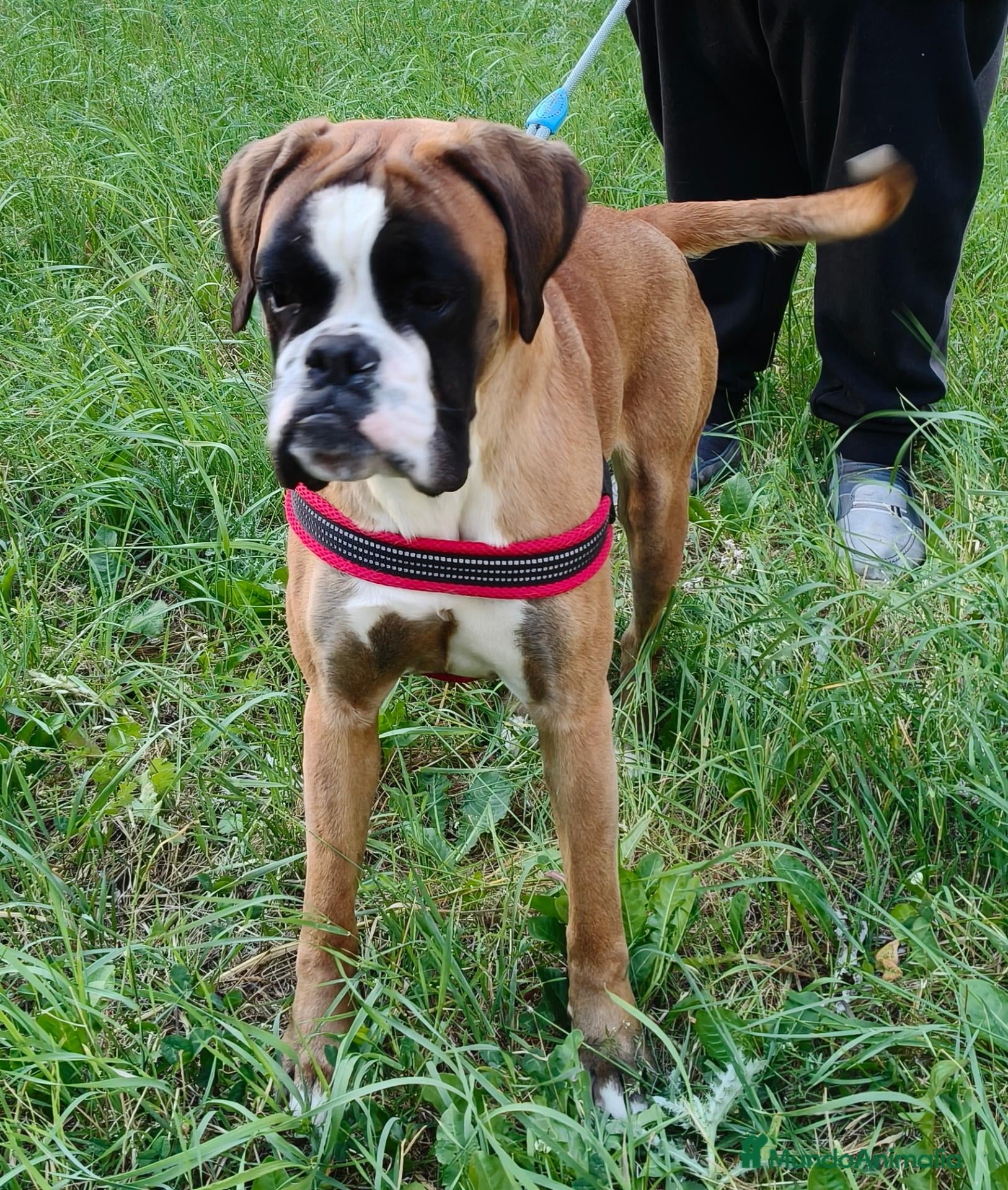 Boxer perros Camada " J " del Pimpanón  - Anuncio 1
