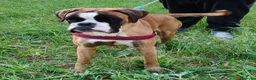 Boxer perros en venta: Camada " J " del Pimpanón  - Anuncio 1