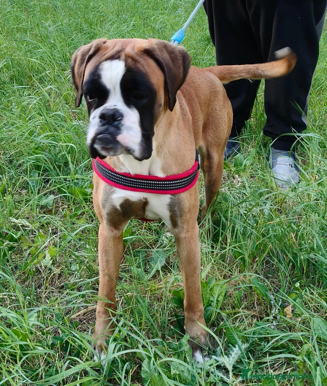 Boxer perros en venta: Camada " J " del Pimpanón  - Anuncio 1