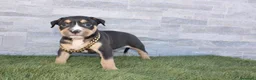 American Pit Bull Terrier perros en venta: American Pit bull - Anuncio 3