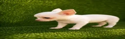 Chihuahua perros en venta: ¡Encuentra tu cachorro ideal! 🐾🩵 - Anuncio 1