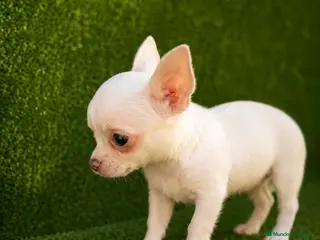 Chihuahua perros ¡Encuentra tu cachorro ideal! 🐾🩵 - Anuncio 4