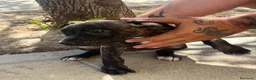 American Pit Bull Terrier perros en venta: HEMBRAS DE PITBULL  - Anuncio 4