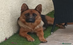 Pastor Alemán perros en adopcion: Pastor aleman adopcion - Imagen 2