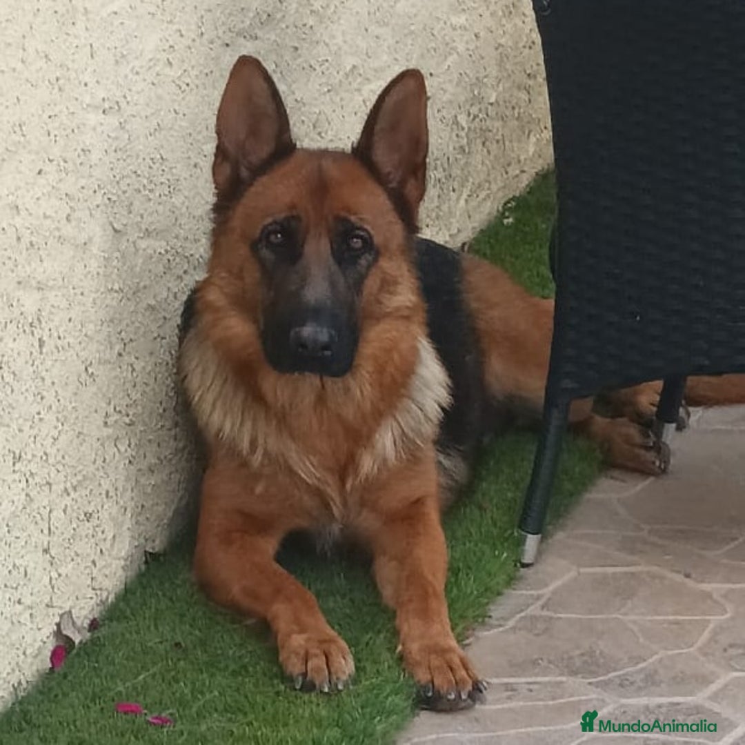 Pastor Alemán perros en adopcion: Pastor aleman adopcion - Imagen 2