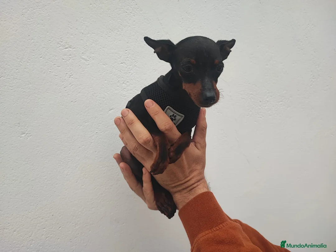 Ratón de Praga perros en venta: RATONA DE PRAGA 8 MESES - Anuncio 5