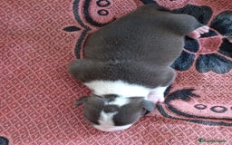 American Staffordshire-Terrier perros en venta: ✨Camada exclusiva Amstaff Blue–Pedigree y calidad✨ - Imagen 7