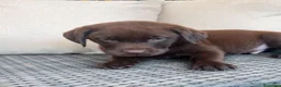 Labrador Retriever perros en venta: Labrador retriever chocolate  - Anuncio 2