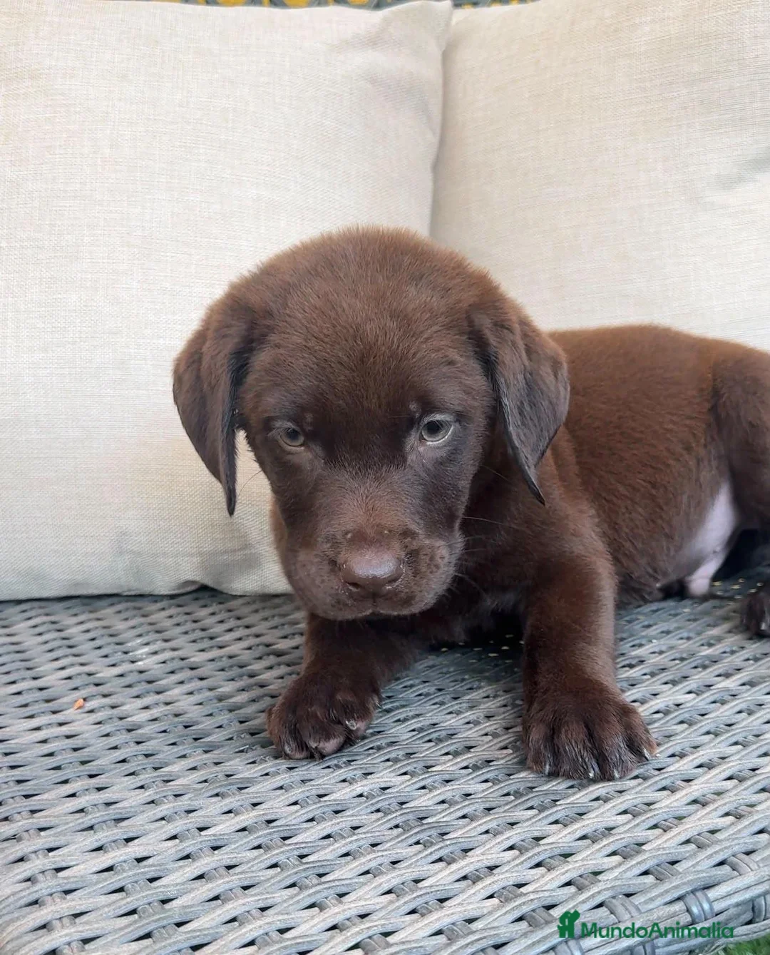 Labrador Retriever perros en venta: Labrador retriever chocolate  - Anuncio 2