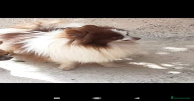 Pomerania perros Macho de pomerania  - Anuncio 8