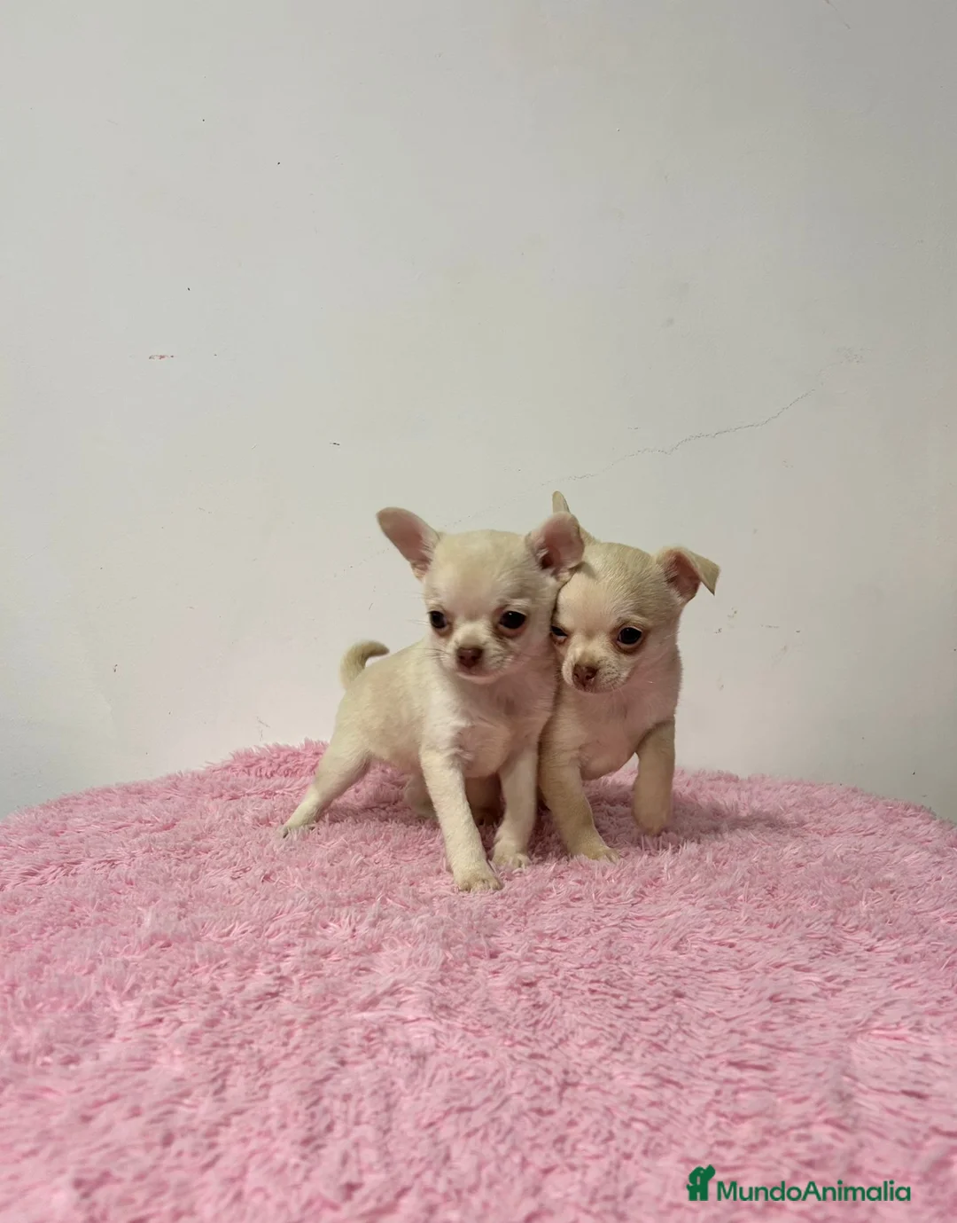Chihuahua perros en venta: Chihuahua miniatura  - Anuncio 2