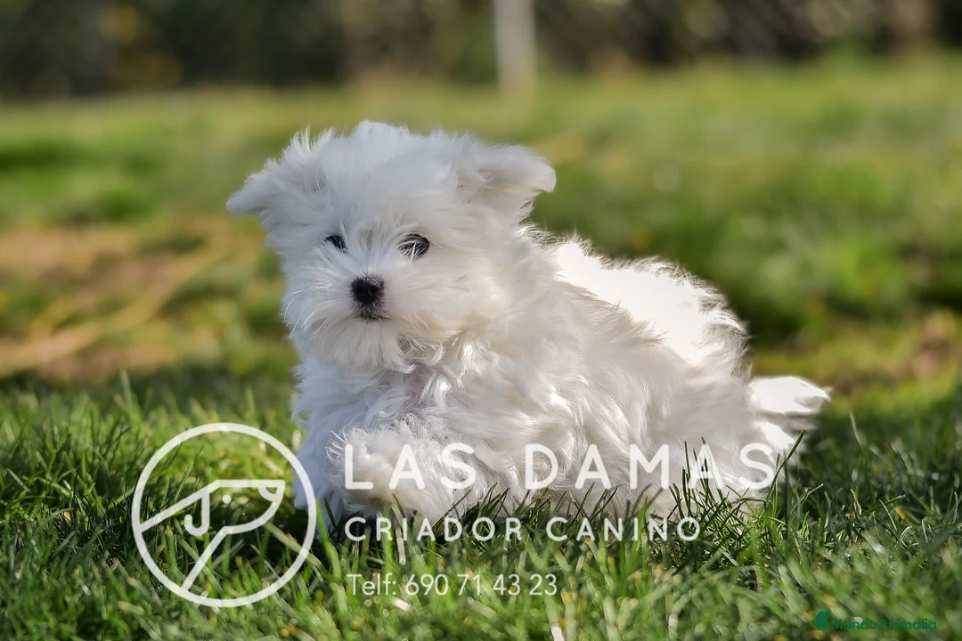 Bichón Maltés perros en venta: BICHÓN MALTÉS DISPONIBLES - Anuncio 2