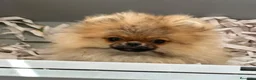 Pomerania perros en venta: POMERANIA - Anuncio 2