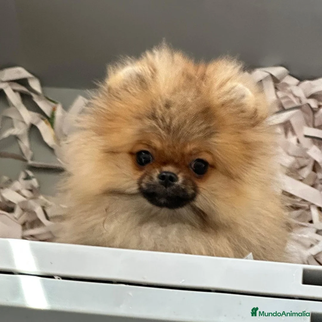Pomerania perros en venta: POMERANIA - Anuncio 2