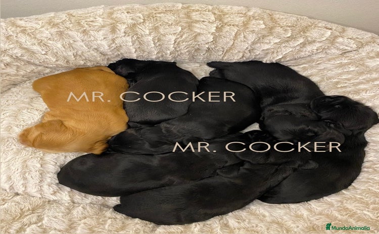 Cocker Spaniel Inglés perros Cocker Spaniel Ingés, cachorros - Anuncio 5