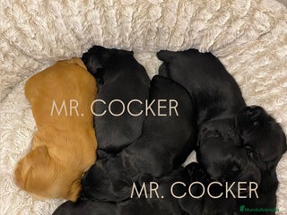 Cocker Spaniel Inglés perros Cocker Spaniel Ingés, cachorros - Anuncio 5