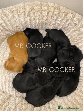 Cocker Spaniel Inglés perros Cocker Spaniel Ingés, cachorros - Anuncio 5