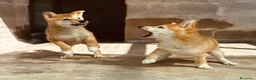 Shiba Inu perros en venta: SHIBA INU ROJAS DISPONIBLES - Anuncio 7