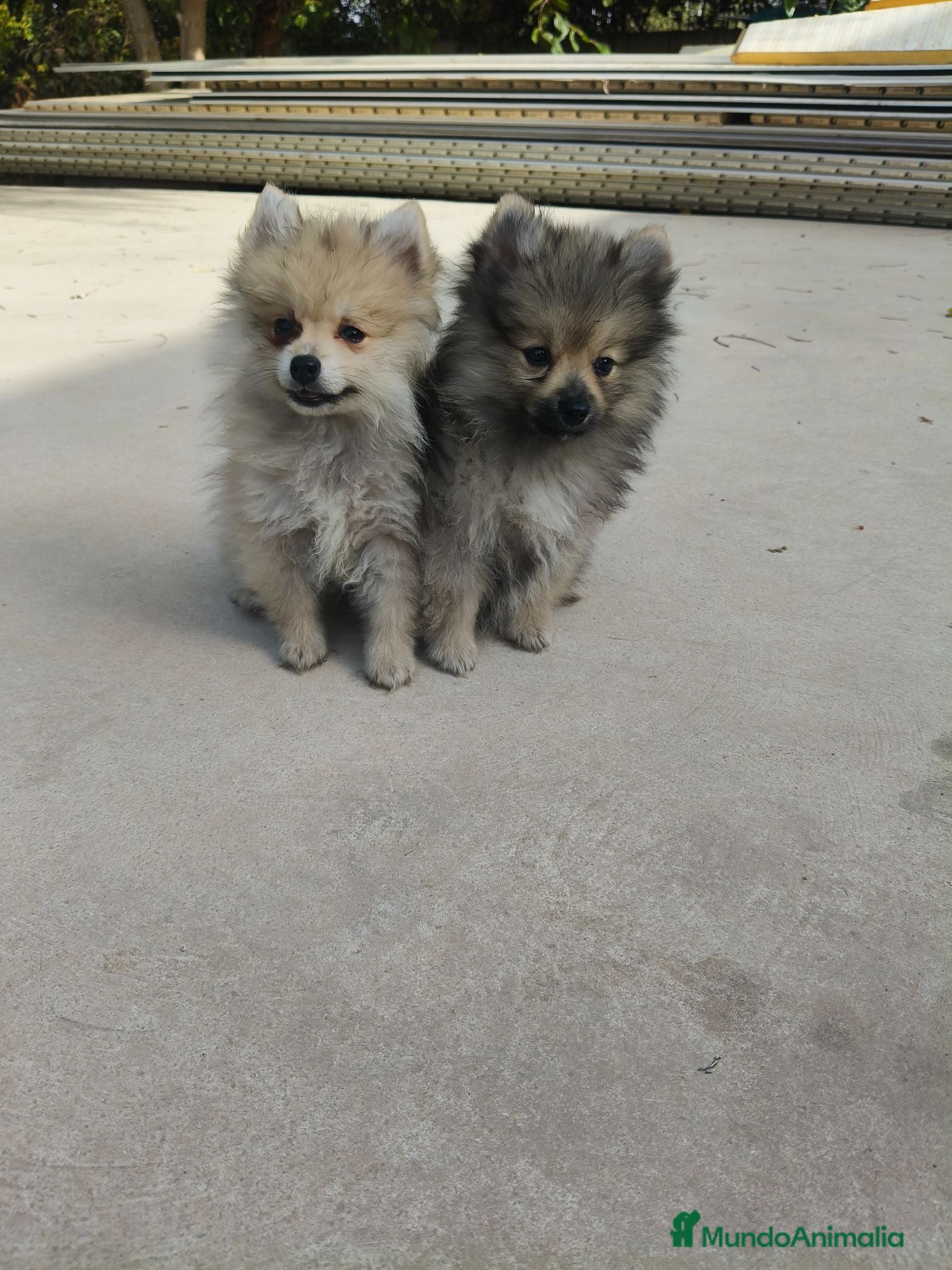 Pomerania perros Pomerania - Anuncio 2