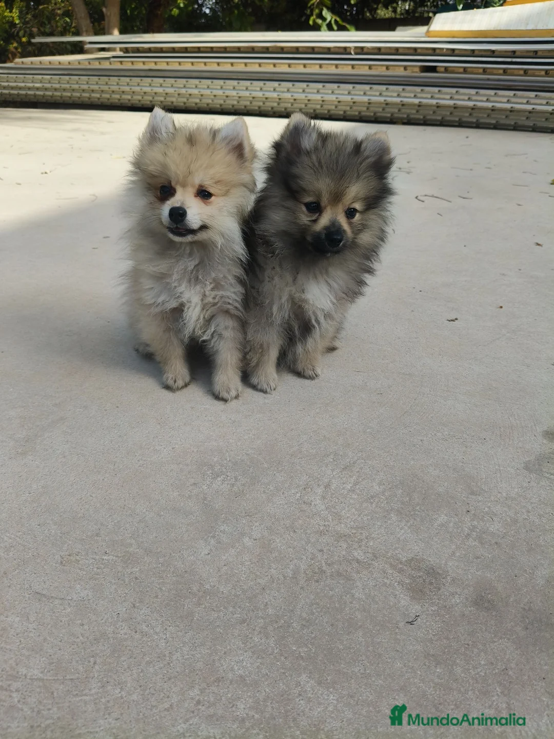 Pomerania perros en venta: Pomerania - Anuncio 1
