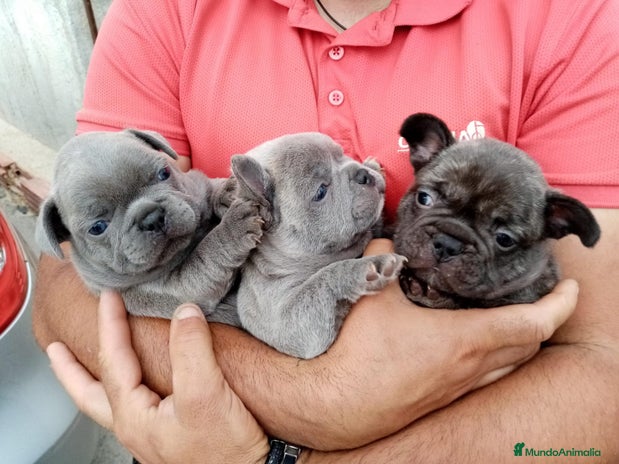 Bulldog Francés perros en Murcia - Anuncio 5